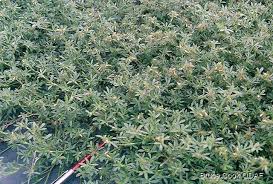 Image result for Stylosanthes guianensis