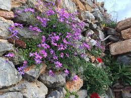 Image result for Malcolmia maritima