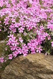 How To Grow And Care For Creeping Phlox Gardener S Path Creeping Phlox Phlox Flowers Phlox Ground Cover