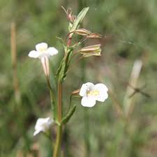 Image result for Mimulus gracilis