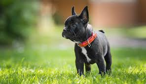 How many litters can french bulldog have? French Bulldog Puppies Feeding Ownership Purina Australia
