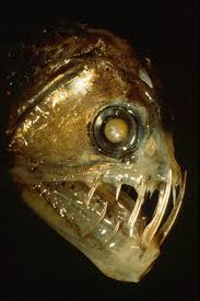 Gambar Koleksi Gambar Deep Ocean Creature Deep Sea Animals Deep Sea Creatures Deep Sea
