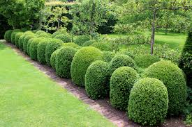 what are some varieties of boxwood hedges home guides