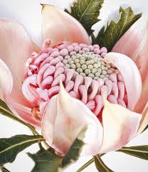 Botanicaetcetera On Instagram Mag Giesheph Erd A Rare Pink Waratah State Flower For N S W Australia From Waratah Flower Flowers Australian Native Flowers