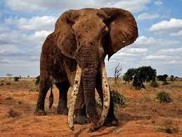 In fact they are virtual eating elephants are actually very good swimmers (as are many other mammals). How Much Can An Elephant S Tusk Weigh Quora