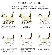 Ragdoll Other White Spotted Colourpoints Ragdoll Cat Ragdoll Kitten Cat Breeds