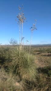 THE DESERT NORTHWEST [blog] | by Ian Barclay · PLANTS, NURSERY NEWS,  HORTICULTURE, BOTANY, GARDENING, AND MORE!