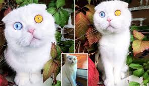 Sosyal Medyanin Yeni Fenomeni Kedi Joseph