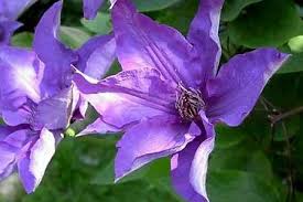 We did not find results for: Clematis The President 80 100