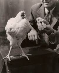 .so reducing it (with the frozen vegetables) will sometimes send a message to their brain that. Today I Learned About How Long Can A Chicken Survive Without Its Head The Story Of Mike The Headless Chicken Steemit