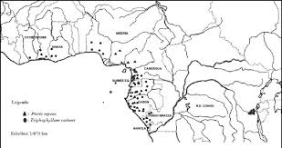 Image result for Pteris auquieri