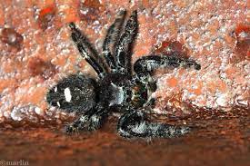 Bold Jumping Spider - North American Insects & Spiders