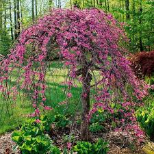 Schone Blute Und Mit Geschwungenem Stamm Und Asten Ein Highlight Der Baum Sieht Auch Mit Schnee Bedeckt Toll Aus Gartengestaltu Garten Judasbaum Bepflanzung