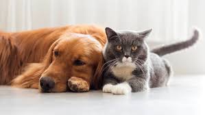 Consulta veterinaria, vacunas y castración, entre los beneficios ...