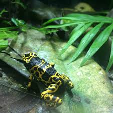 Crs Frog Frog And Toad Frog Toad