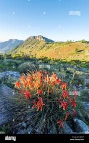 Image result for Aloe inyangensis