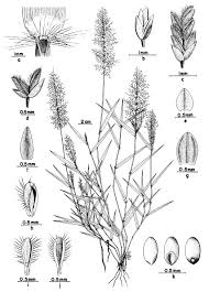 Image result for Eragrostis japonica