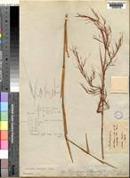 Image result for Anadelphia