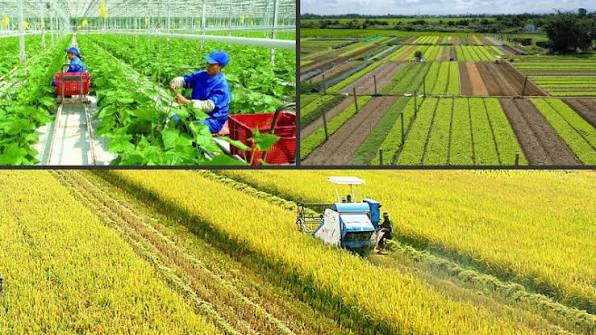 Nâng cao chuỗi giá trị nông sản Việt Nam - Giải pháp then chốt cho phát  triển bền vững