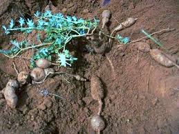 Image result for Harpagophytum procumbens