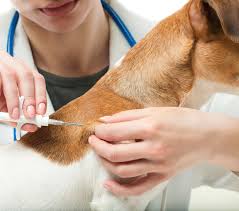 However, it is only effective if keepers remember to ensure that their contact details are kept up to date. Average Cost To Microchip A Dog Or Cat Uk 2020 Nimblefins