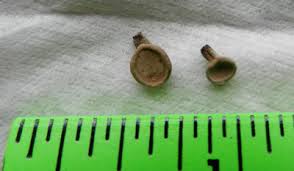 Image result for Polyporus pendulus