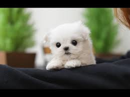 Known for their hypo genetic and non shedding white beautiful. Cute Teacup Maltese Puppies Video Compilation Youtube