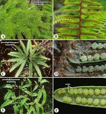 Image result for Mohria marginalis