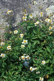 Image result for Bidens oligoflora