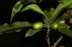 Image result for Coffea mufindiensis