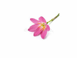 Image result for Zephyranthes minuta
