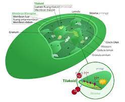Pantulan cahaya tersebut aken menakuti hama thrips dan aphids yang bersembunyi. Bagaimana Pengaruh Sinar Matahari Terhadap Warna Daun Tanaman
