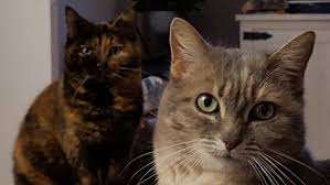 Une larve peut mettre plusieurs avant toute chose, il faut vous occuper de votre toutou. Comment Faire Pour Se Debarrasser De Puces De Plancher Sachant Que J Ai Un Chat Quora