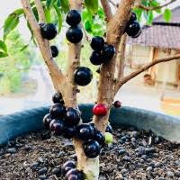 Maybe you would like to learn more about one of these? Jual Anggur Berbuah Terbaik Harga Murah August 2021 Cicil 0