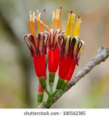 Image result for Loranthaceae