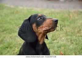 Image result for slovenský kopov