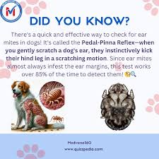 Image result for scabies dogs detail