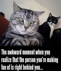 More Than Two Dozen Funny Cat Memes Pictures Of Cats In Awkward Or Hilarious Poses And Captions Provided Funny Cat Memes Funniest Cat Memes Funny Cat Pictures
