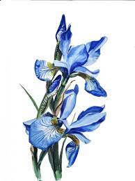 Blue Iris Wetcanvas Online Living For Artists Blue Flower Painting Flower Art Painting Iris Painting