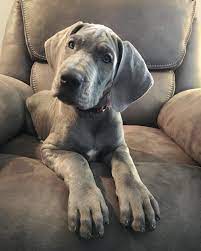 Pups will be kept in the house with us and will frequently be aroud small children so they will be… Great Dane Puppies For Sale Near Me Online Shopping Mall Find The Best Prices And Places To Buy