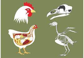 Esqueleto Gallina Skull Illustration Human Vector Vector Icons Free