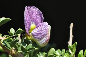 Image result for Ormocarpum trichocarpum