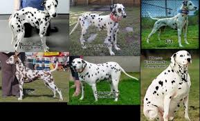The bbc's greg brosnan finds out more. How To Know If My Dog Is Too Skinny Fit Or Overweight Firepaw