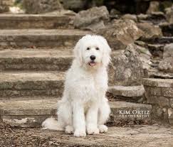 We are located in western wi. White English Goldendoodles Home Facebook