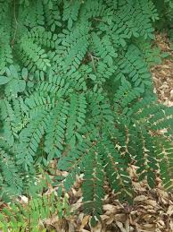 Image result for Dalbergia