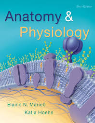 Anatomy Physiology Amazon De Marieb Elaine Nicpon Hoehn Katja M D Ph D Bucher