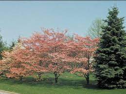 We did not find results for: The Dogwood Tree A Front Yard Treasure Mk Library