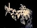 Jon hassell 1999 fascinoma (water lily acoustics) [24bit 88khz sa. Jon Hassell Fascinoma 1999 Cd Discogs