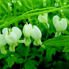 Image result for Dicentra spectabilis alba