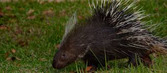 Loving, loyal, active, companionable, teachable, sharp height: Porcupine Hunting Trips Bookyourhunt Com